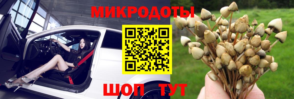 Большой Камень  Псилоцибиновые грибы прущие грибы  Вход с VPN  Галлюциногенные грибы Psilocybe 